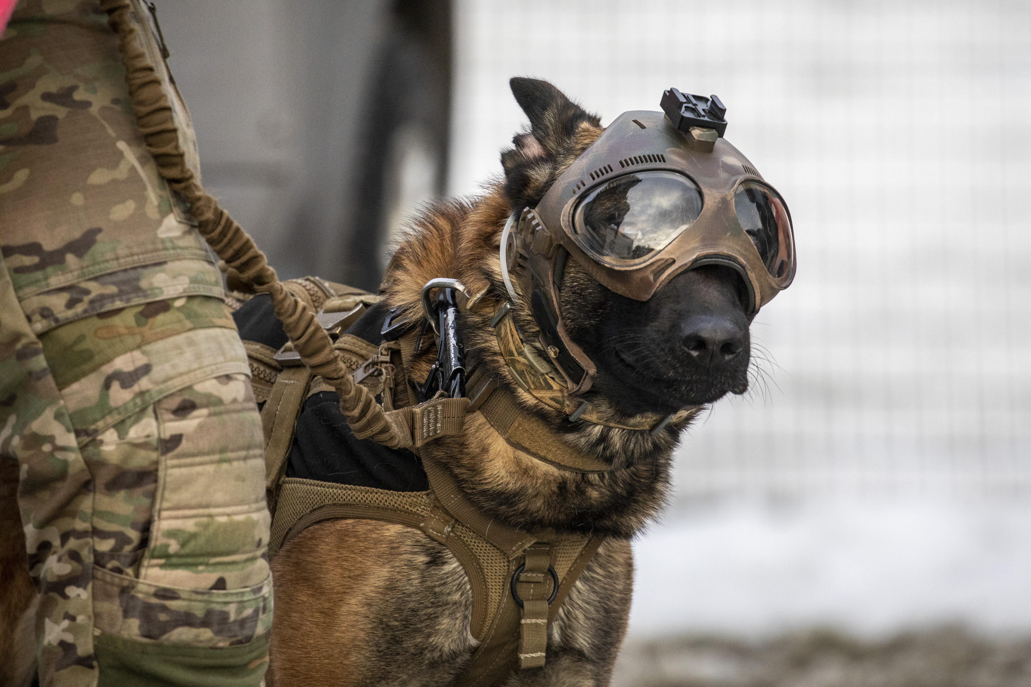 Image shows RAF Military Working Dog wearing headgear. 